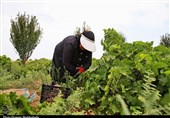 بیش از 20 هزار شغل با راه‌اندازی 61 هزار هکتار باغ در اراضی شیب‌دار ایجاد شد