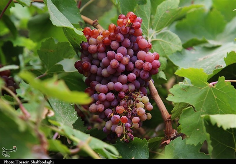 برداشت انگور از مزارع قم به روایت تصویر
