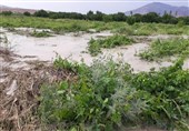 باران و تگرگ 96 میلیارد ریال به بخش کشاورزی استان زنجان خسارت وارد کرد