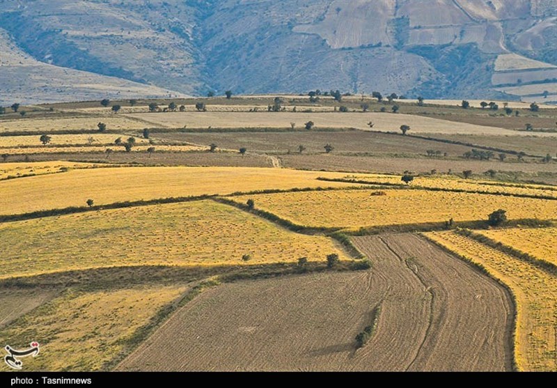 مبارزه شیمیایی با آفات مزارع گندم و جو مازندران