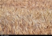 تولید گندم در استان بوشهر بیش از 60 درصد کاهش می‌یابد
