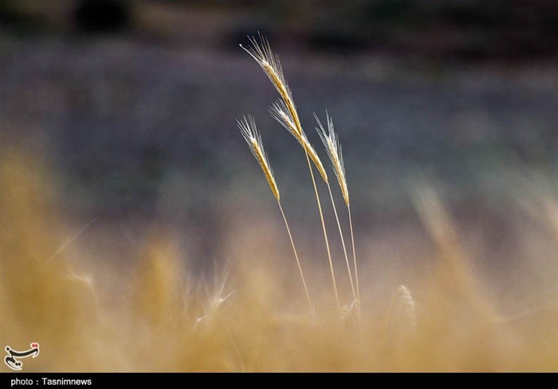 گندم‌زارهای خراسان شمالی به روایت تصاویر