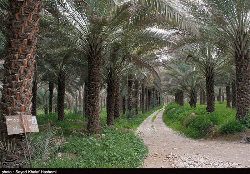 طرح آبیاری نوین در 10 هزار هکتار اراضی نخلستانی استان بوشهر اجرا می‌شود