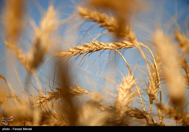 نایب‌ رئیس کمیسیون کشاورزی مجلس: 4 میلیون تن کمبود گندم در کشور وجود دارد
