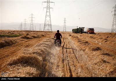 برداشت گندم - کرمانشاه