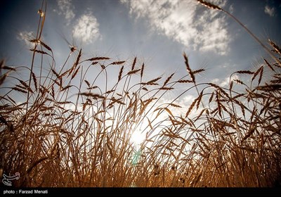 برداشت گندم - کرمانشاه