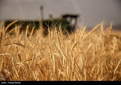 برداشت گندم - کرمانشاه