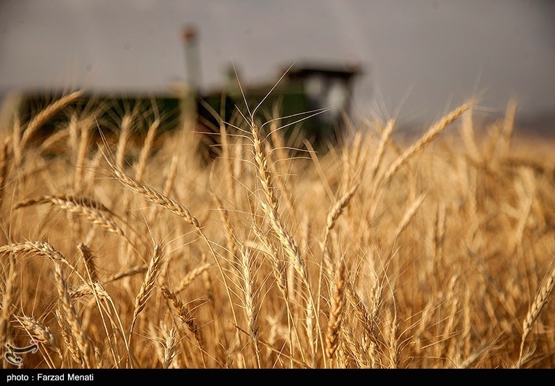 روسیه صادرکننده اول گندم در بازارهای جهانی می‌شود