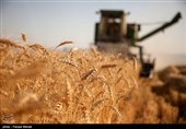 Iran 13th Largest Producer of Wheat in 2022: FAO