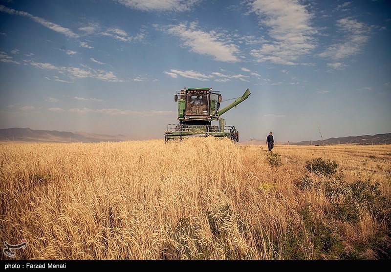 پول ‌گندمکاران زنجانی چه زمانی پرداخت می‌شود؟