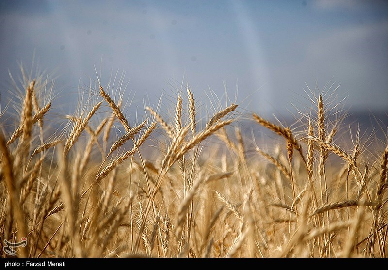 رشد 10 درصدی خرید تضمینی گندم در قزوین/ 184 هزار تن گندم ‌خریداری شد‌