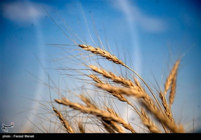  استقبال کشاورزان از گندم ۵ هزار تومانی 