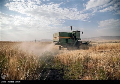 برداشت گندم - کرمانشاه