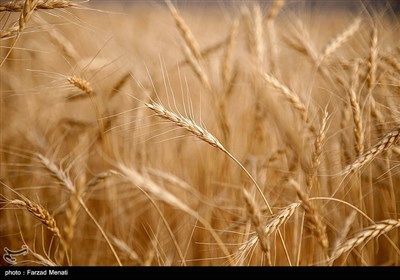  مجادله بر سر قیمت جدید خرید تضمینی گندم/ فاصله‌ها عمیق شد 