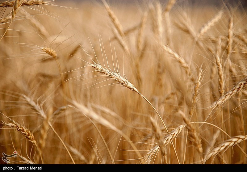 بیشترین میزان خرید گندم استان خوزستان در رامشیر است