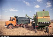 معاون وزیر صنعت: 6 میلیون تن گندم از کشاورزان خریداری شد