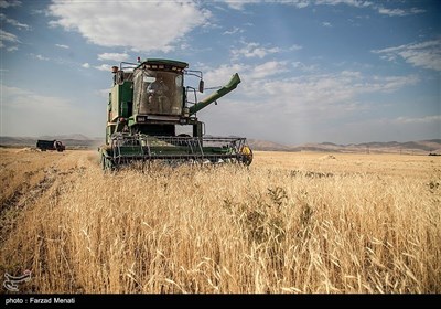  کشت پائیزه گندم در خراسان شمالی؛ کشاورزان وام ۲۰ میلیون تومانی می‌گیرند 