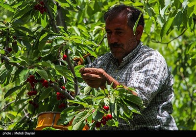 برداشت گیلاس از باغات شهرستان اهر