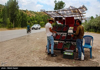 برداشت گیلاس از باغات شهرستان اهر