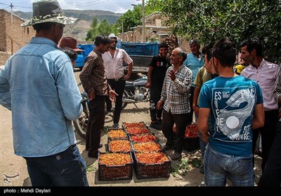 برداشت گیلاس از باغات شهرستان اهر