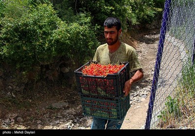 برداشت گیلاس از باغات شهرستان اهر