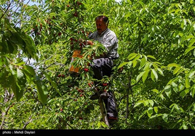 برداشت گیلاس از باغات شهرستان اهر