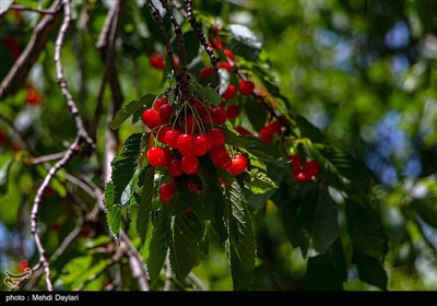 برداشت گیلاس از باغات شهرستان اهر