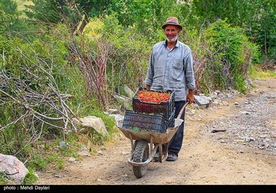 برداشت گیلاس از باغات شهرستان اهر