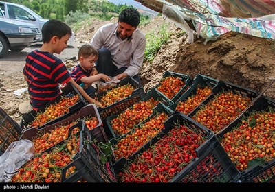 برداشت گیلاس از باغات شهرستان اهر