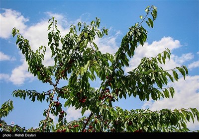 برداشت گیلاس از باغات شهرستان اهر