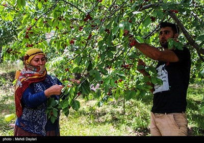 برداشت گیلاس از باغات شهرستان اهر