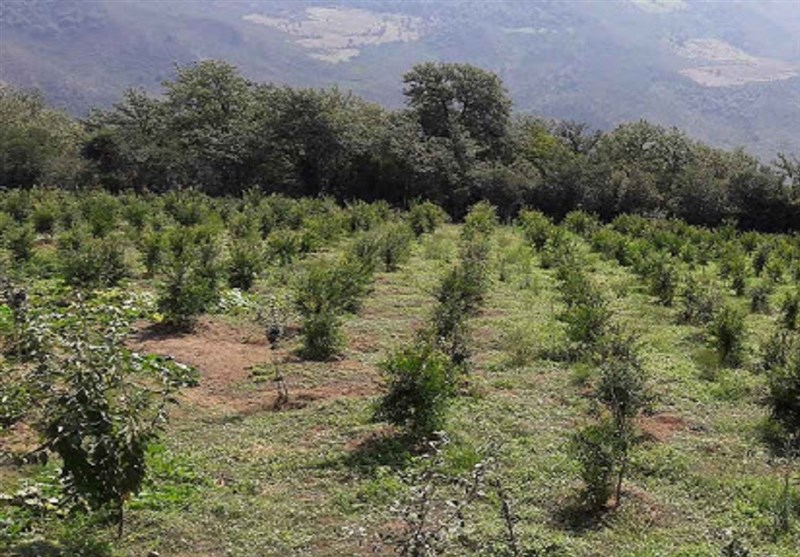 لرستان| طرح توسعه باغات دیم در 720 هکتار از اراضی شیب‌دار &quot;دورود&quot; اجرا می‌شود