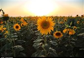 مزارع گل آفتابگردان در تاکستان قزوین به روایت تصویر