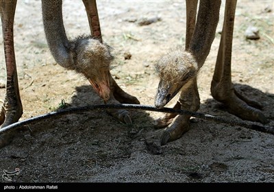 مزرعه پرورش شترمرغ - همدان