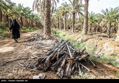 خطر منقرض شدن نخل در شادگان بر اثر خشکسالی