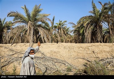 خطر منقرض شدن نخل در شادگان بر اثر خشکسالی