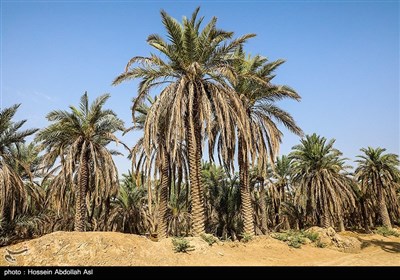 خطر منقرض شدن نخل در شادگان بر اثر خشکسالی