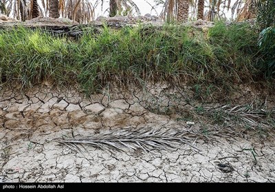 خطر منقرض شدن نخل در شادگان بر اثر خشکسالی