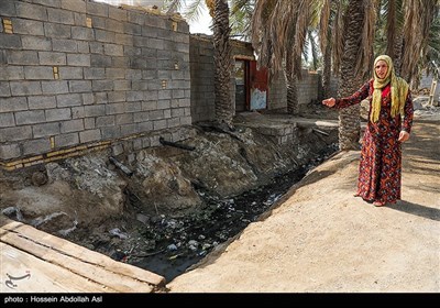 خطر منقرض شدن نخل در شادگان بر اثر خشکسالی