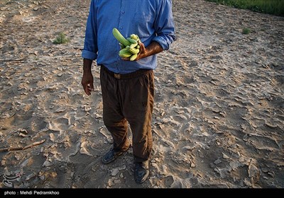 عمو علی یکی از ماهیگیران قدیمی شهر اهواز است که حالا با بی رمق شدن کارش در یکی از جزیره های وسط کارون اقدام به کاشت خیار چنبر و لوبیا و نخود کرده است او هر روز بعد ازظهر با قایق خود برای سرکشی و آب دادن به صیفی جات خود به این خشکی میرود .