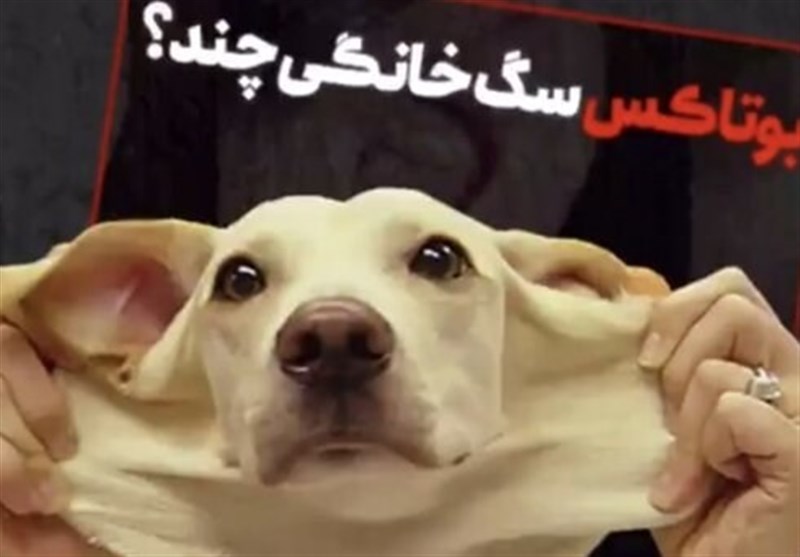 عمل زیبایی حیوانات در ایران تکذیب شد