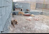 صفر تا صد ماجرای کمپ سگهای ولگرد در شهرستان مبارکه و پیگیری برای رفع مشکلات کمپ