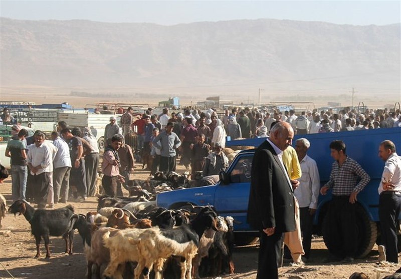 بازار داغ فروش آنلاین گوسفند در خراسان جنوبی؛ پای &quot;دلالان دام&quot; هم به فضای مجازی باز شد