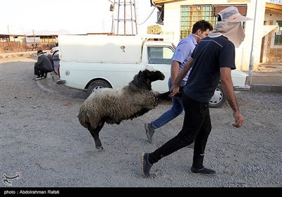 بازار فروش دام عید قربان در روزهای کرونایی-همدان