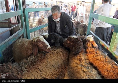 بازار فروش دام عید قربان در روزهای کرونایی-همدان