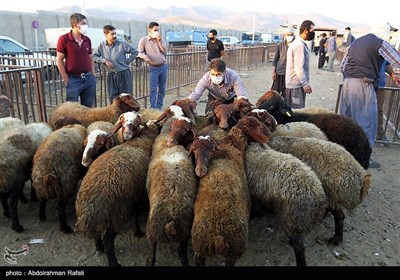 بازار فروش دام عید قربان در روزهای کرونایی-همدان