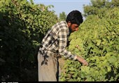 برداشت انگور از باغات تاکستان قزوین به روایت تصویر
