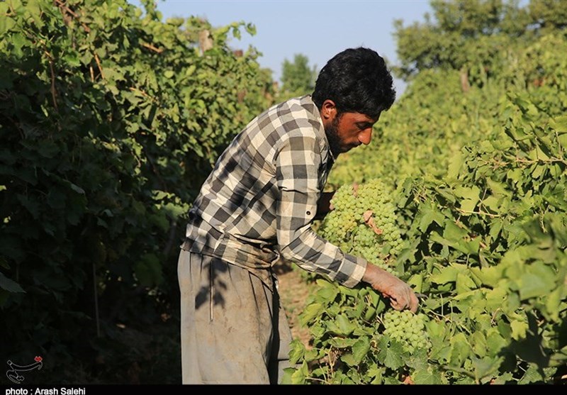 برداشت انگور از باغات تاکستان قزوین به روایت تصویر