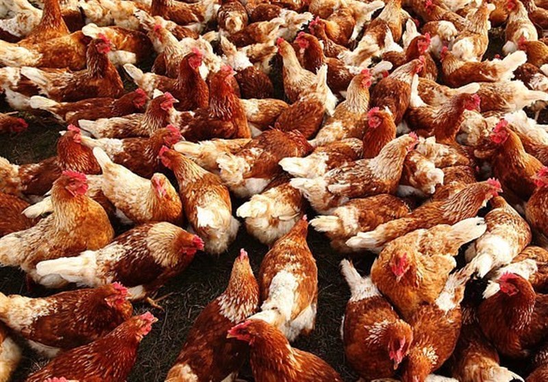 Australian Farm Confirms Cases of Highly Contagious Bird Flu Science