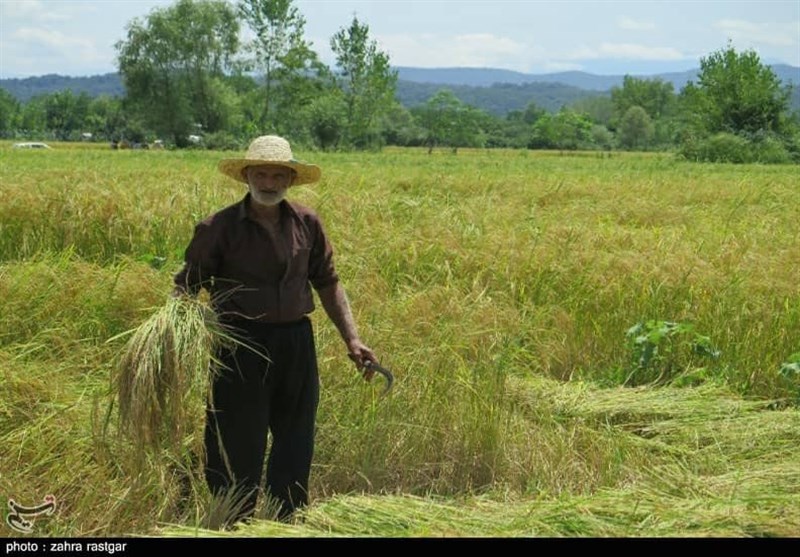 پیش‌بینی افزایش تولید برنج در گیلان؛ بسیج مهندسین کشاورزی برای تأمین امنیت غذایی وارد عمل شد